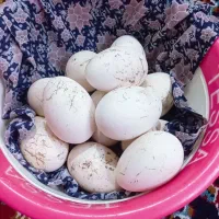 تخم مرغ غاز|خوردنی و آشامیدنی|جلین, |دیوار