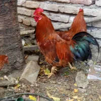 ۶عدد خروس ونیمچه