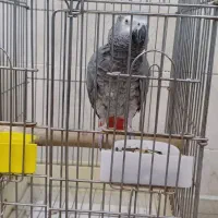 کاسکو جمله گو ۱۰۰ کلام پر صحبت و شیرین زبان|پرنده|تهران, جمهوری|دیوار