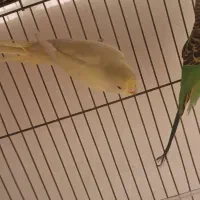 مرغ عشق پروانه ای رینبو اسپانگل|پرنده|مشهد, کوی المهدی|دیوار