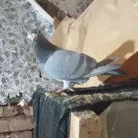 کفتر آلمانی|پرنده|تربت جام, میرقوام الدین|دیوار