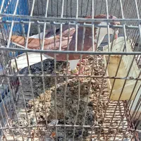 ساده نر|پرنده|شیروان (خراسان), |دیوار