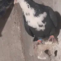 کبوتر|پرنده|سربیشه, |دیوار