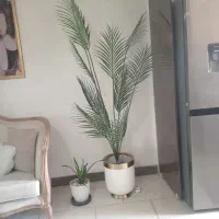 درختچه همراه با گلدان جنس خوب