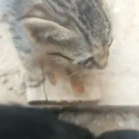 سرگرمی فراغت