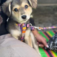 واگذاری رایگان