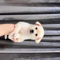 سگ..توله های پامر