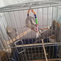 عروس هلندی