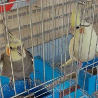 عروس هلندی|پرنده|فولادشهر, A4|دیوار