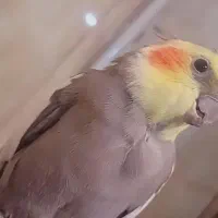 عروس هلندی نر مست