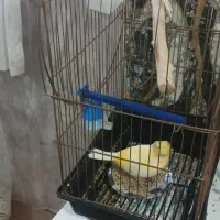 قناری وعروس