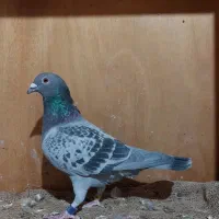 پلاکی مسابقاتی مقام دار با پرینت|پرنده|اهواز, کمپلو شمالی|دیوار