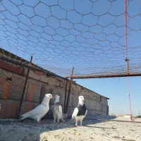 3تا طوقی جوان