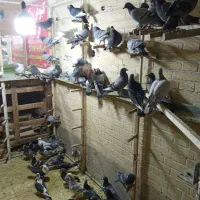 کبوتر جدید رسید همش ب ضمانت پرش|پرنده|اردکان, |دیوار