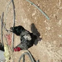 مرغ و خروس سلطان|حیوانات مزرعه|اصفهان, براآن شمالی|دیوار
