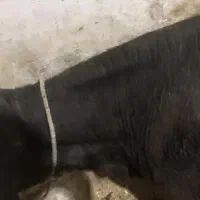 گوساله
