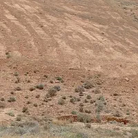 زمین مسکونی