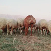 فروشی