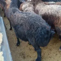 گوسفند بره نر قوچ