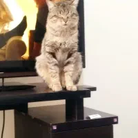 واگذاری گربه