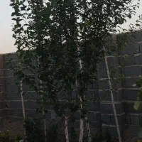 نهال چهار ساله|گل و گیاه طبیعی|رباط‌کریم, حصار مهتر|دیوار