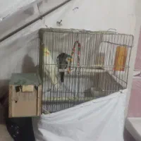 عروس هلندی