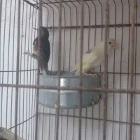 قناری جفتی نر سفید ماده طوسی وتعداد جوجه قناری