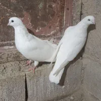 سفید تهرانی