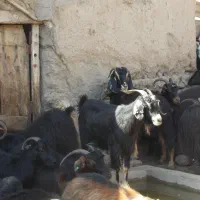 فروش بیست راس بز بالغ وسالم