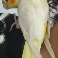 گمشدن عروس هلندی