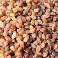 کشمش بی دانه درجه یک تازه سال|خوردنی و آشامیدنی|کامیاران, |دیوار