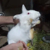 خرگوش|موش و خرگوش|ممقان, |دیوار