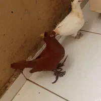 کفتر