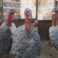 5 عدد بوقلمون اسلیت|پرنده|بانه, |دیوار