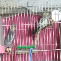 عروس هلندی|پرنده|مشهد, فرخد|دیوار