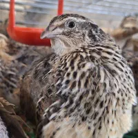 بلدرچین ماده