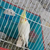 عروس هلندی نر