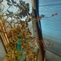 حراج حراج انواع گل|گل و گیاه طبیعی|شاهرود, |دیوار