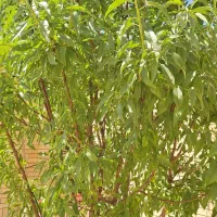 فروش باغشهر صدرا بوستان اهلبیت|فروش زمین و ملک کلنگی|شیراز, باغشهر اهل بیت|دیوار