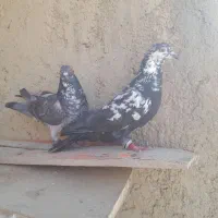 یک جفت سوسکی|پرنده|شیروان (خراسان), |دیوار