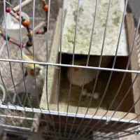 عروس هلندی نر و ماده مولد|پرنده|دوگنبدان, |دیوار