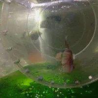 فایتر جنگجو جفتی ۲۲۰ معاوضه با پرنده|ماهی|مشهد, حجاب (شهرک غرب)|دیوار