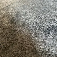 موکت پرز بلند پالاز طوسی ۹.۶۰ متری در حد نو|موکت|تهران, قلهک|دیوار