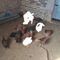 فروش ۱۰ عدد مرغ خانگی