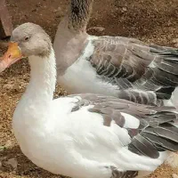 فروش غار و مرغ محلی