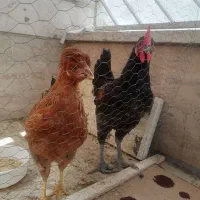 مرغ وخروس خونگی|حیوانات مزرعه|تهران, آهنگ|دیوار