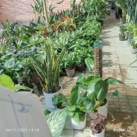 بار گل جدید|گل و گیاه طبیعی|بندر ماهشهر, |دیوار