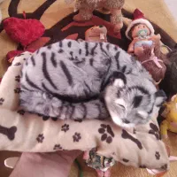 عروسک ، نو ،|اسباببازی بچه|کرج, اصفهانیها|دیوار