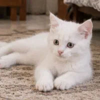 بچه گربه بریتیش سفید نر و ماده قیمت مناسب فوری