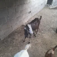 گوسفندماده